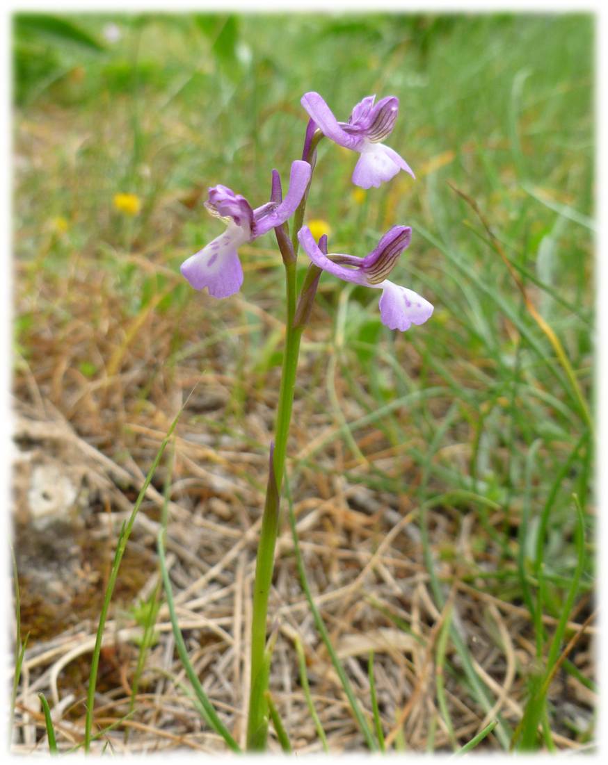 Orchis morio?